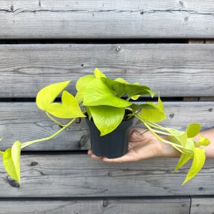 Epipremnum (Potosovec) ´NEON´ - kont. C1L, výška 20-35 cm, ⌀ 15 cm